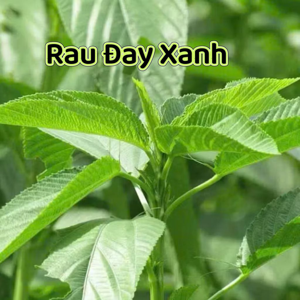 Hạt Giống Rau Đay Xanh F1 Cây Bền Năng Suất Cao
