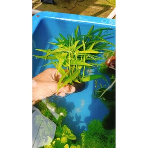 Cây tre nước thủy sinh cắm sẵn vào giá thể trang trí hồ cá thủy sinh