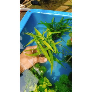 Cây tre nước thủy sinh cắm sẵn vào giá thể trang trí hồ cá thủy sinh