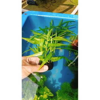 Cây tre nước thủy sinh cắm sẵn vào giá thể trang trí hồ cá thủy sinh