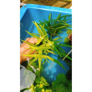 Cây tre nước thủy sinh cắm sẵn vào giá thể trang trí hồ cá thủy sinh