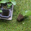 Khay ươm , vỉ ươm hạt giống 28 lỗ, 32 lỗ, 50 lỗ, 72 lỗ, 105 lỗ, 128 lỗ, 200 lỗ