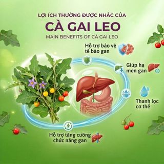 Trà Cà Gai Leo Túi Lọc AMMU Thảo Mộc Tự Nhiên Hương Thanh Nhẹ Dễ Uống Hộp 100 Túi