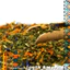 {Full} 5 Vị Trà Yerba MATE GREEN Nam Mỹ Cao Cấp - Tươi Mát, Giàu Năng Lượng