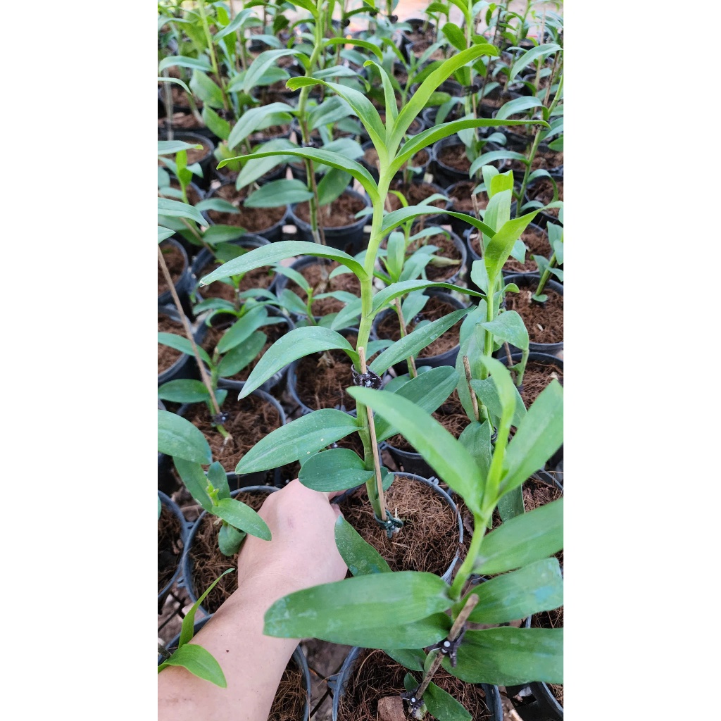 PHI ĐIỆP 5 CT Bạch  Tuyết