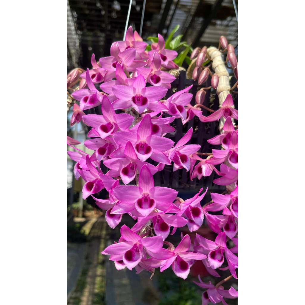 Lan  Trầm Tím Siêu Hoa