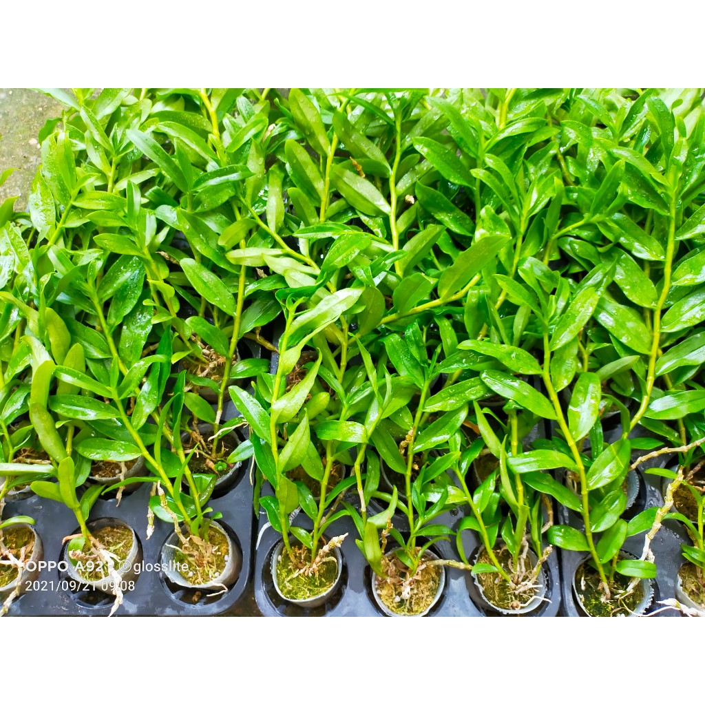 PHI ĐIỆP 5 CT Bạch  Tuyết