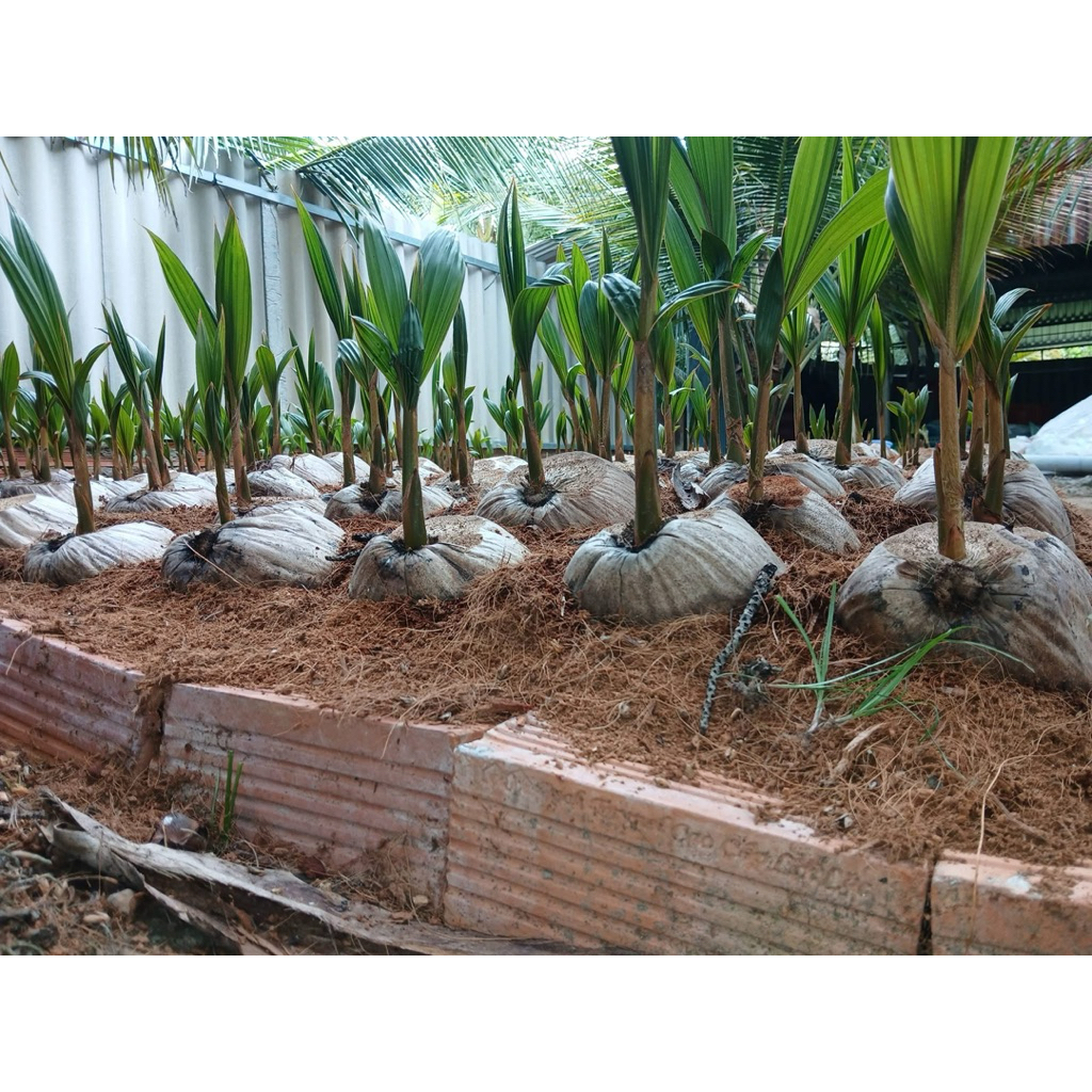 CÂY GIỐNG DỪA MÃ LAI – NGỌT NƯỚC, MAU TRÁI, SIÊU LỢI NHUẬN.