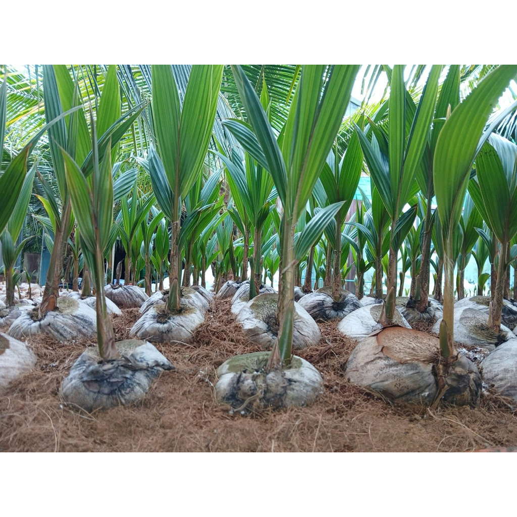 CÂY GIỐNG DỪA MÃ LAI – NGỌT NƯỚC, MAU TRÁI, SIÊU LỢI NHUẬN.