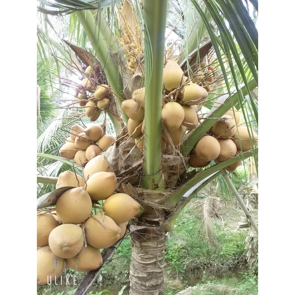 CÂY GIỐNG DỪA MÃ LAI – NGỌT NƯỚC, MAU TRÁI, SIÊU LỢI NHUẬN.