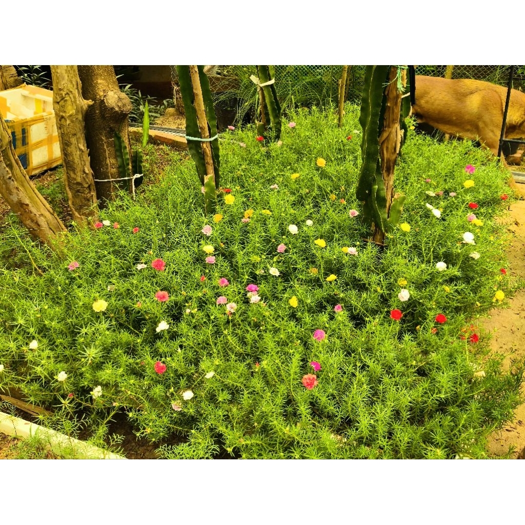 Hoa 10 Giờ Thái Cây To Khỏe ( Mix 10 Màu )