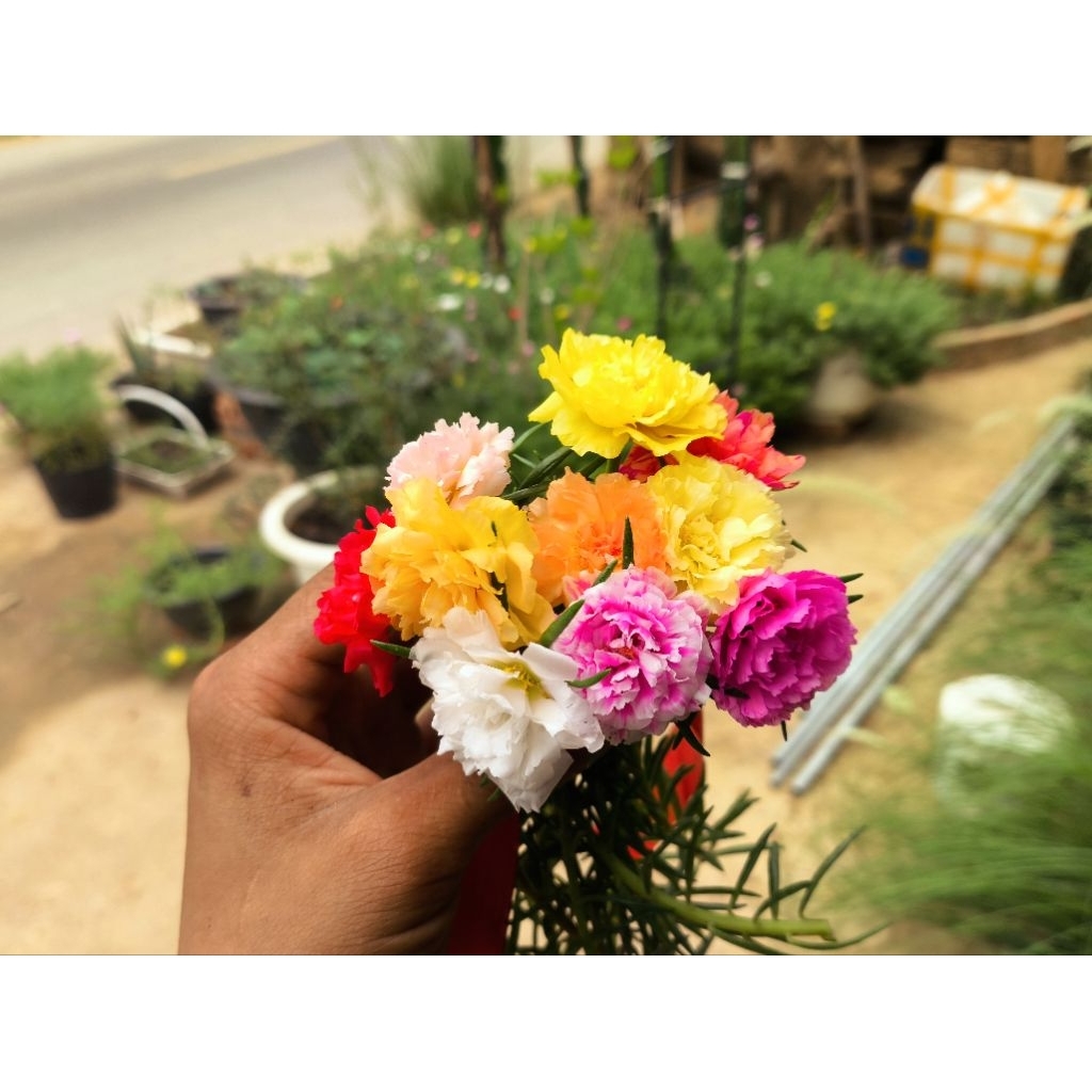 Hoa 10 Giờ Thái Cây To Khỏe ( Mix 10 Màu )