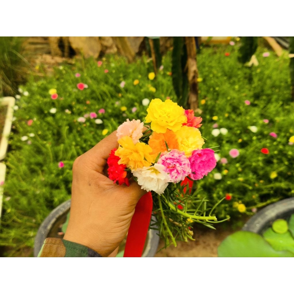 Hoa 10 Giờ Thái Cây To Khỏe ( Mix 10 Màu )