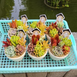 ​✨ [Quà Tặng] Set Sen Đá "Mừng Tốt Nghiệp" Mix Thiết Kế - Kèm Bảng Cắm & Hộp Quà Sang Trọng - MẦM NẮNG GARDEN ✨