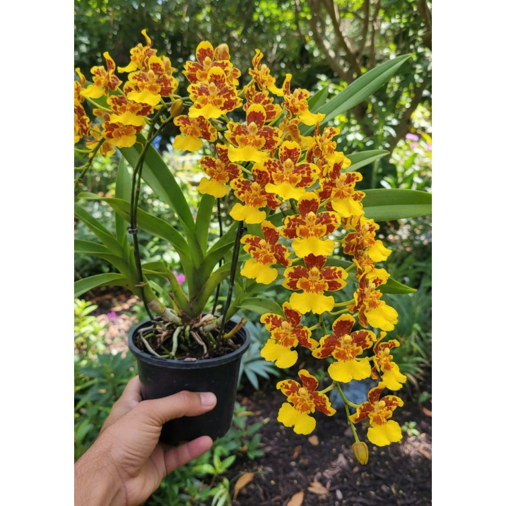 Vũ Nữ Tiên Vàng giống Siêu Rẻ