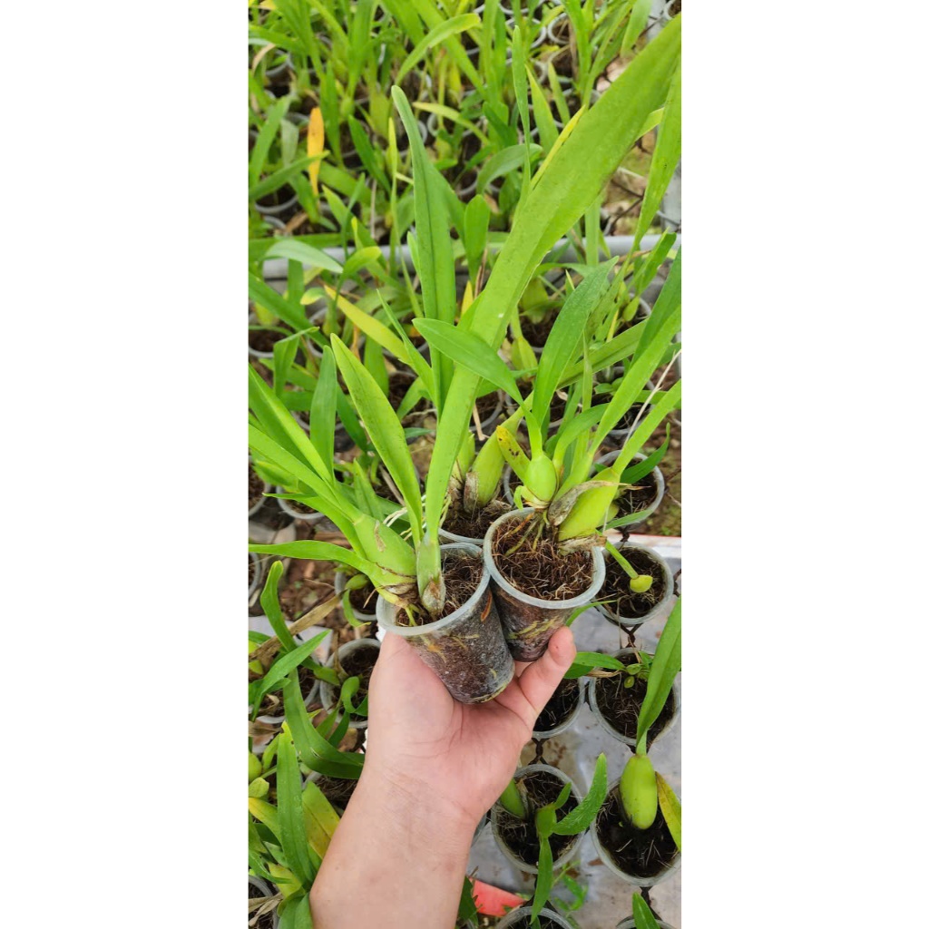 Vũ Nữ Tiên Vàng giống Siêu Rẻ