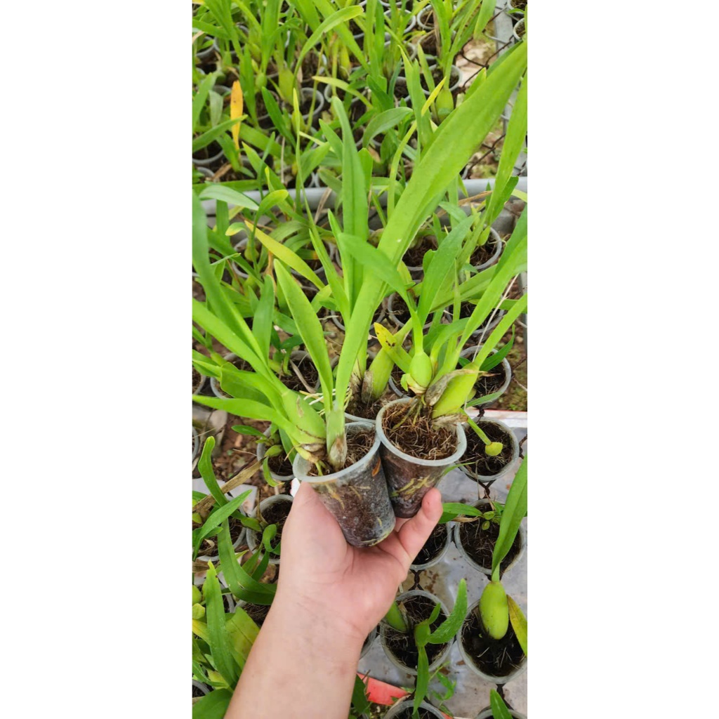 Vũ Nữ Tiên Vàng giống Siêu Rẻ