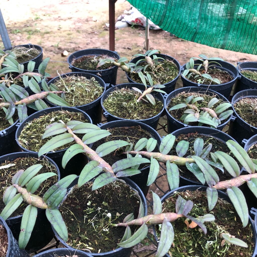Trầm Tím Myanma Thuần giống siêu tím