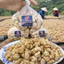 Củ xá kén, địa liền 1 nắng hương vị, gia vị của gia đình.