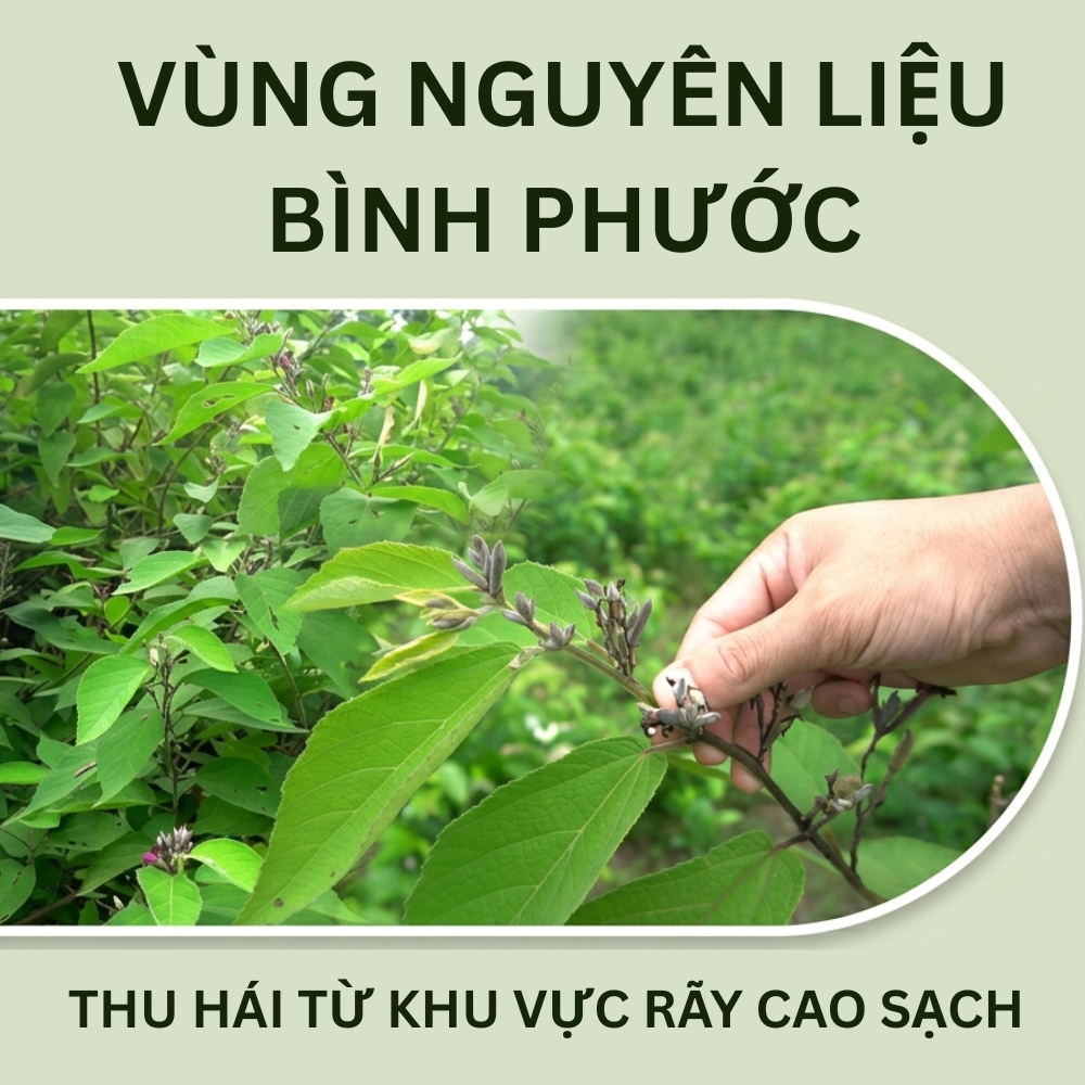 1kg Cây An Xoa Loại 1 Đức Thiện (Khô, Sạch, Thơm) - Hỗ Trợ Các Vấn Đề Về Gan, U-ng Th-ư Gan