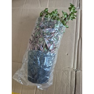 cây Rau xà lách xoong nhật