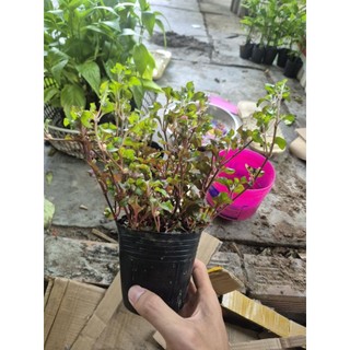 cây Rau xà lách xoong nhật
