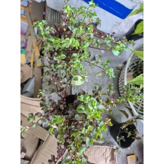 cây Rau xà lách xoong nhật