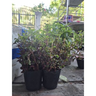 cây Rau xà lách xoong nhật
