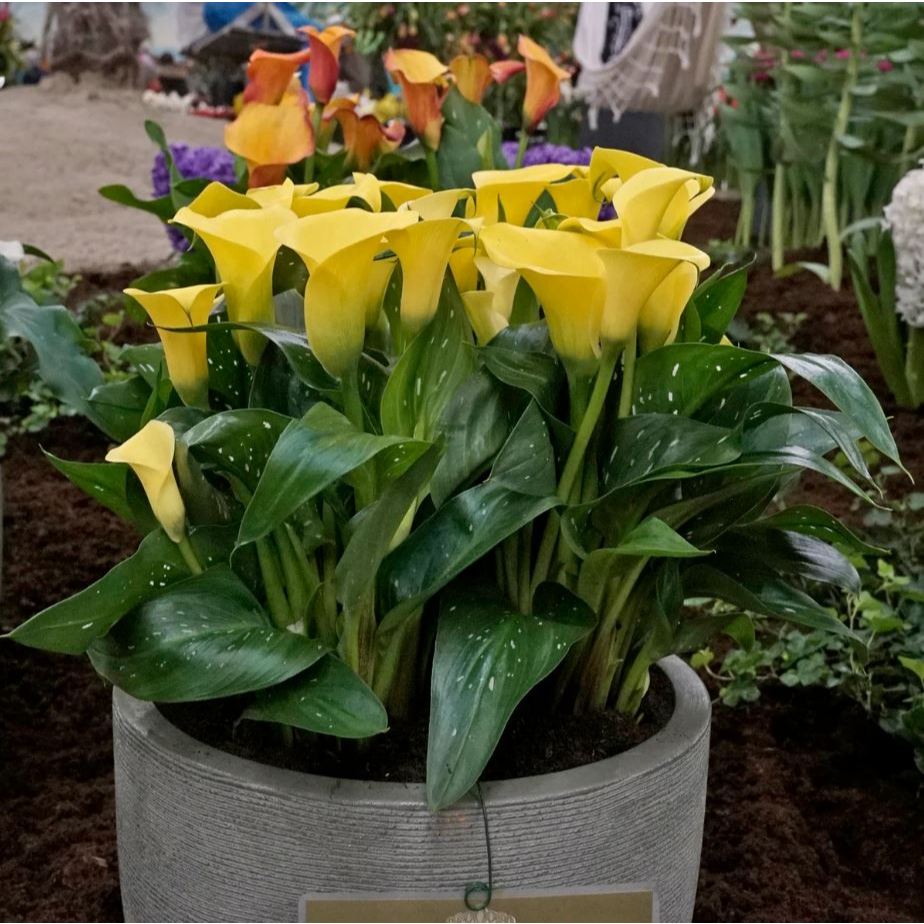 Calla lily - Giá Tốt, Sale Tháng 07, Ship 0 Đồng | Shopee Việt Nam