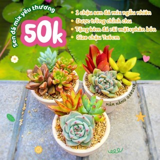 Combo sen đá mix ngẫu nhiên trồng sẵn vào chậu đất nung thích hợp làm sự kiện quà tặng Mầm Nắng Garden