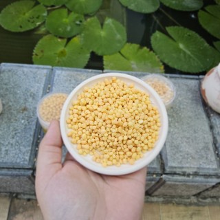 Combo phân thuốc dùng cho sen đá và xương rồng có sẵn tại vườn MẦM NẮNG GARDEN