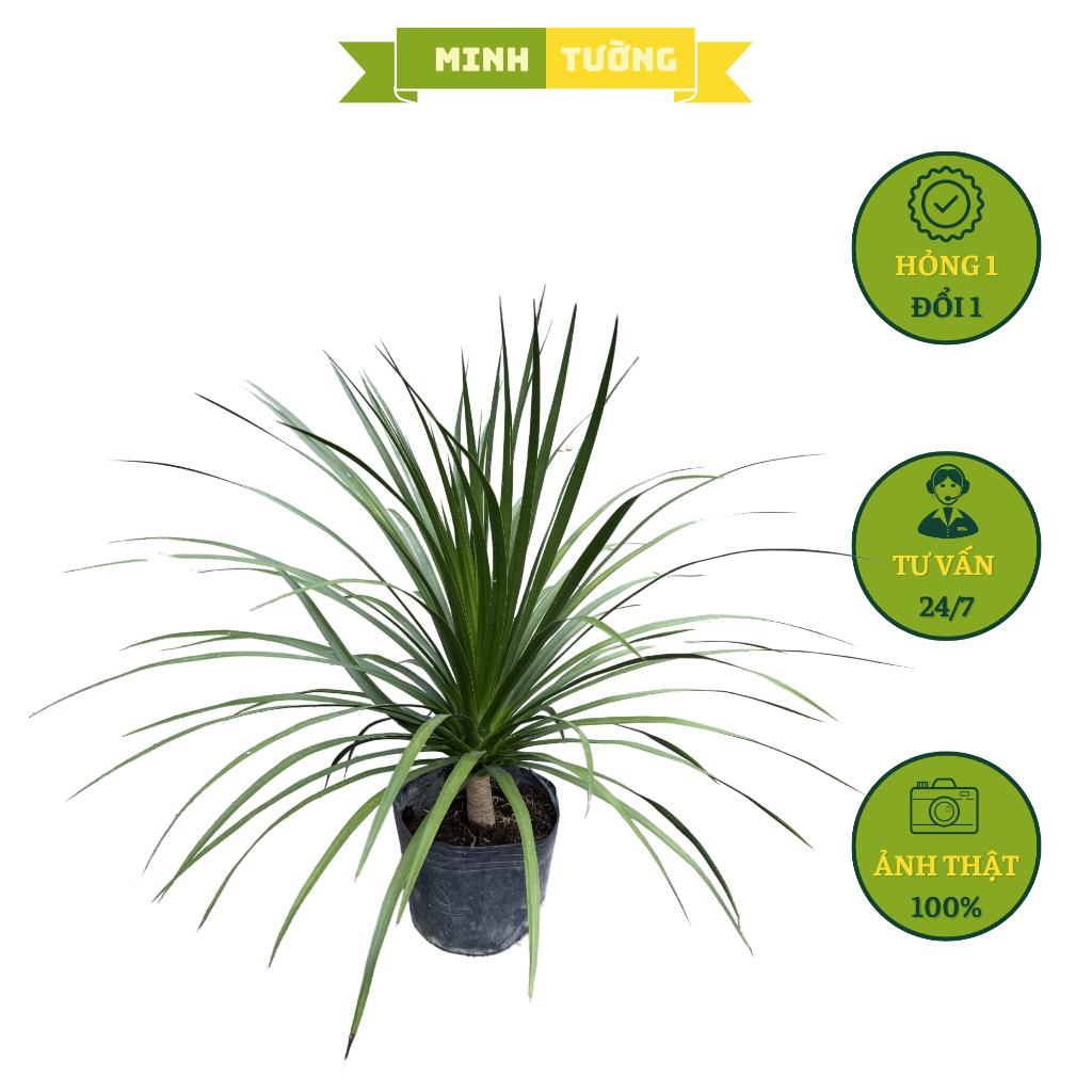 Cy Pht Ti Ni - Cy Dracaena draco L - Cy i Lc - Cy Cnh Decor Vn  Phng | Shopee Vit Nam