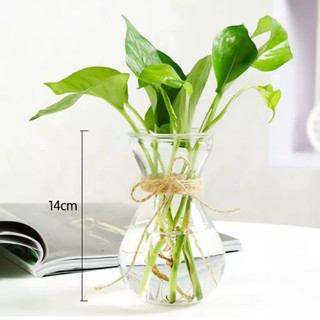 Bình bông miệng loe trồng cây thuỷ sinh tiên ông/ Bình bông eo nhỏ tiên ông