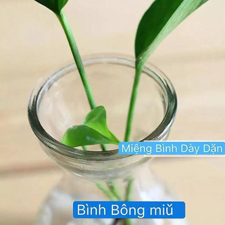 Bình bông miệng loe trồng cây thuỷ sinh tiên ông/ Bình bông eo nhỏ tiên ông