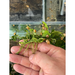 ráy pinto, anubias pinto, ráy pinto thuỷ sinh ( ngọn lớn 3cm)