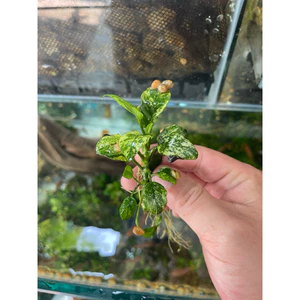 ráy pinto, anubias pinto, ráy pinto thuỷ sinh ( ngọn lớn 3cm)