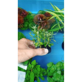 Cây sunset thủy sinh trang trí hồ cá thủy sinh