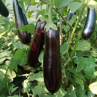 Hạt giống cà tím dài siêu trái -EGGPLANT SEEDS-200Hạt