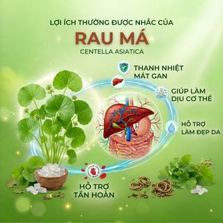 Trà Rau Má Túi Lọc AMMU Thảo Mộc Tự Nhiên Hương Thanh Nhẹ Dễ Uống Hộp 20 Túi