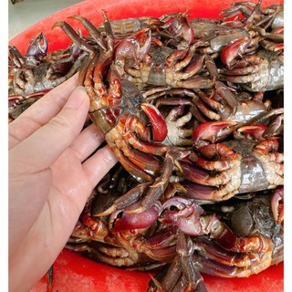 [ĐẶC SẢN CÀ MAU] Ba Khía Muối Rạch Gốc – Vị Ngon Truyền Thống, Đậm Đà Miền Sông Nước