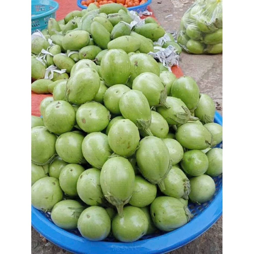 Hạt Giống Cà Dừa Xanh Khổng Lồ Nhập Khẩu, Thu Hoạch Lâu Năm Ăn Rất Ngon
