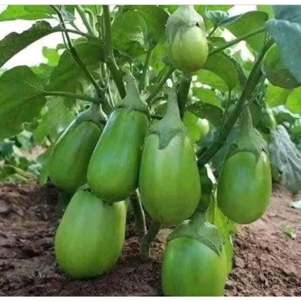 Hạt Giống Cà Dừa Xanh Khổng Lồ Nhập Khẩu, Thu Hoạch Lâu Năm Ăn Rất Ngon
