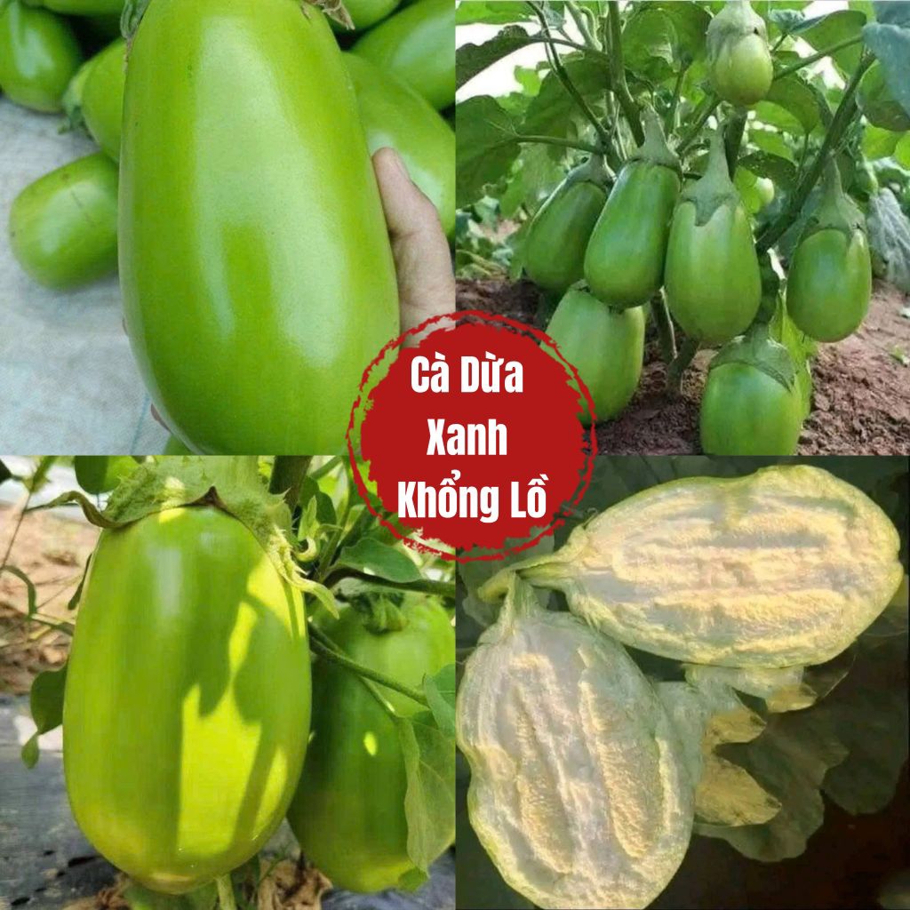 Hạt Giống Cà Dừa Xanh Khổng Lồ Nhập Khẩu, Thu Hoạch Lâu Năm Ăn Rất Ngon