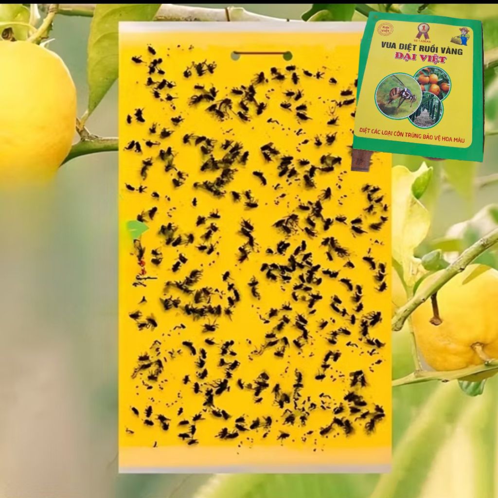 Miếng Dán Ruồi Vàng Siêu Dính, Bảo Vệ Cây Trồng Cực Đỉnh Rất Dễ Sử Dụng