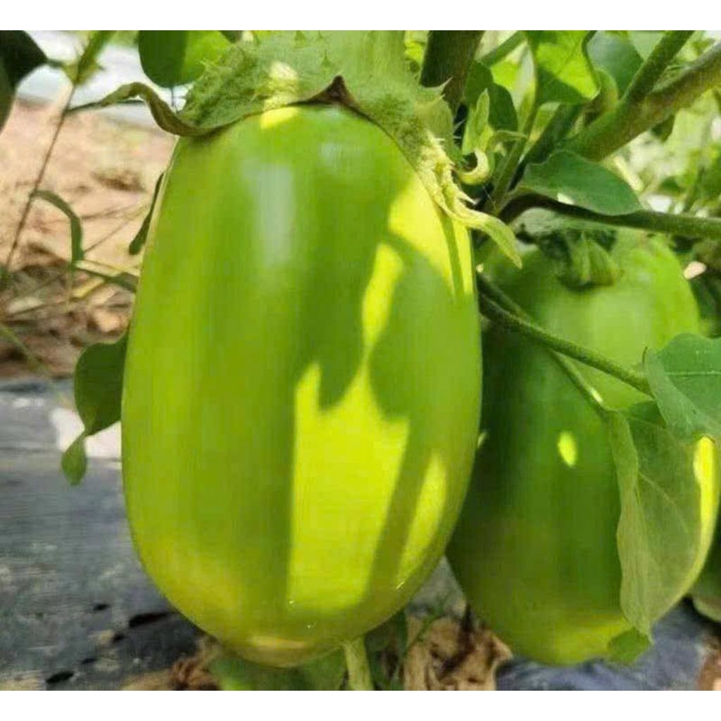 Hạt Giống Cà Dừa Xanh Khổng Lồ Nhập Khẩu, Thu Hoạch Lâu Năm Ăn Rất Ngon