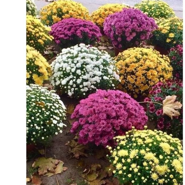 Hạt Giống Hoa Cúc Mâm Xôi Mix Màu – Cây Lùn 20cm, Nảy Mầm Cao