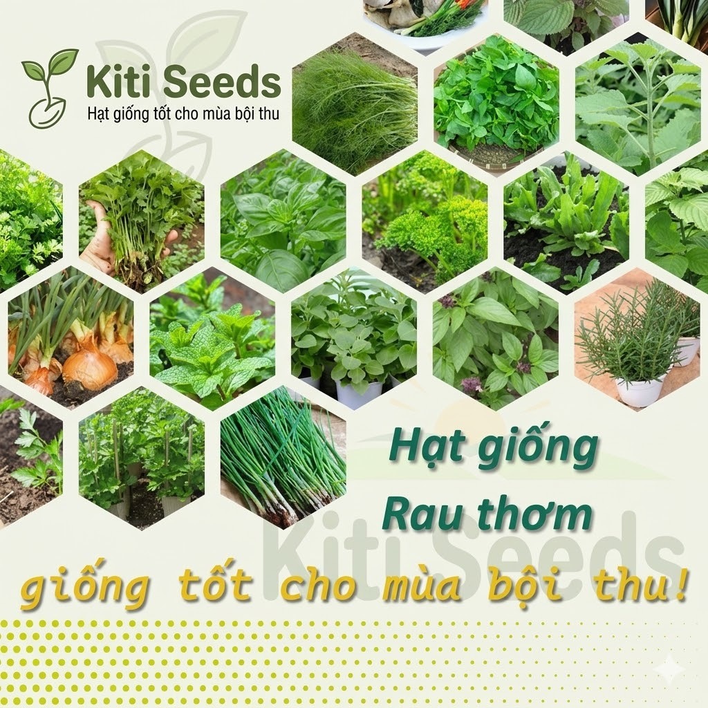 Hạt giống rau gia vị trồng quanh năm kiti seeds