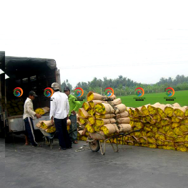 Hạt Giống Vạn Thọ Lùn PH45 Vàng Chanh - Phượng Hoàng