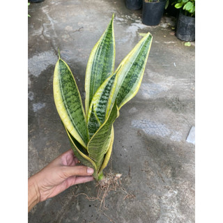 Combo 5 cây lưỡi hổ Thái viền vàng