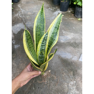 Combo 5 cây lưỡi hổ Thái viền vàng